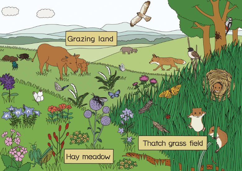 Biodiversity illustration (cattle, birds, plants, etc.)