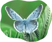 Large Shijimi Blue