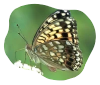 Giant Fritillary