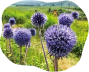 Echinops setifer