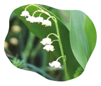 Lily of the Valley