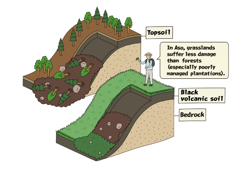 Slope and soil illustration (wild grass vs trees)