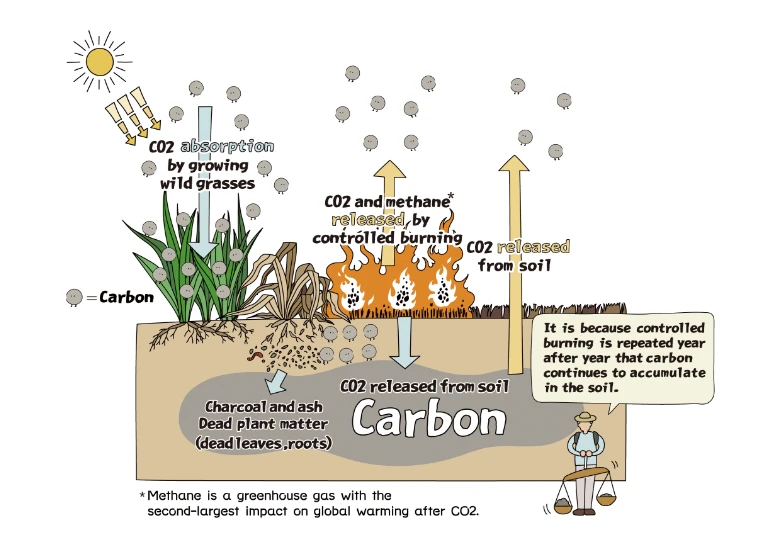 Carbon cycle illustration