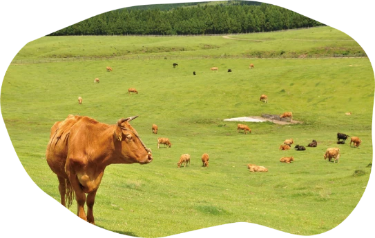 Cattle grazing