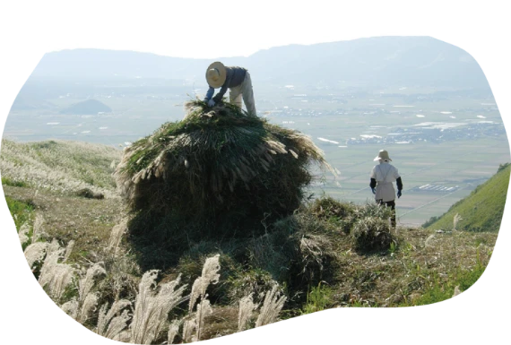 Wild grass harvesting