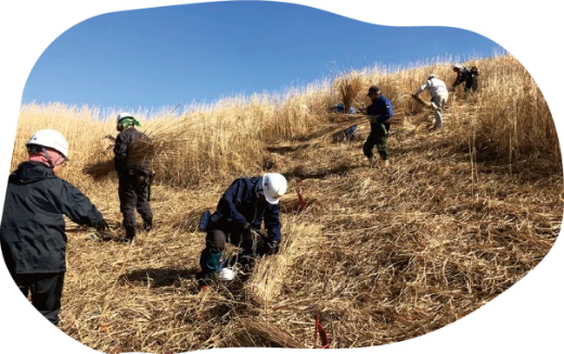 Thatch material harvesting